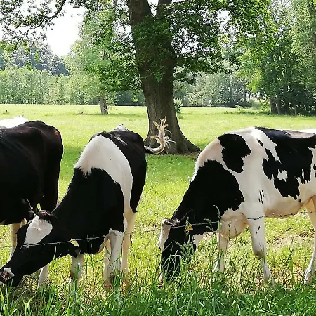 Alte Pastorei דירה *